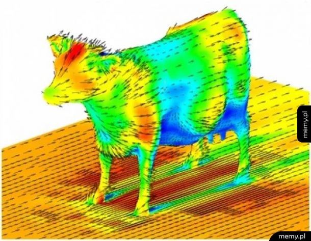 Gdyby ktoś się zastanawiał, tak wygląda aerodynamika krowy
