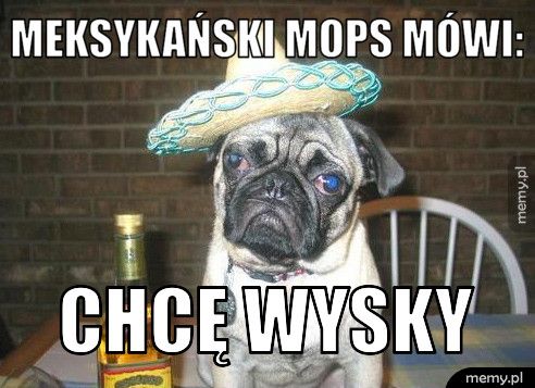 meksykański mops mówi: chcę wysky