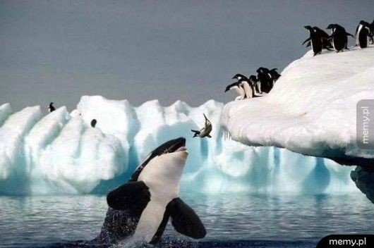 Zdjęcie przedstawia rytuał składania ofiary przez pingwiny