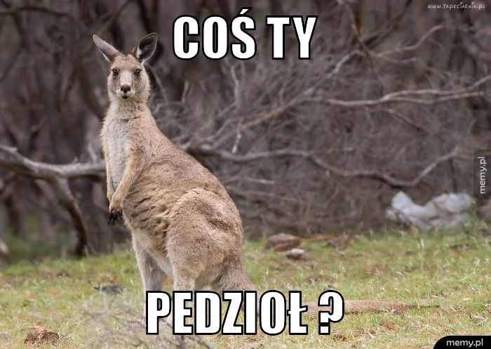 Coś ty pedzioł ? 
