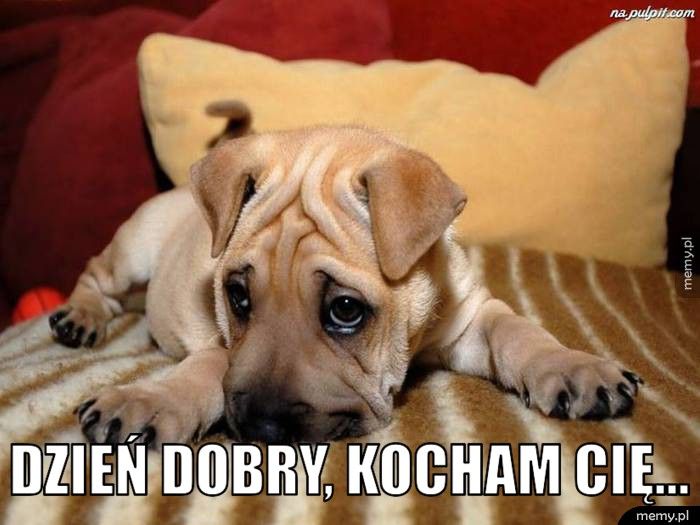  dzień dobry, kocham cię...