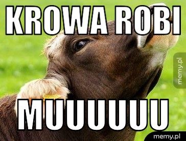 krowa robi muuuuuu