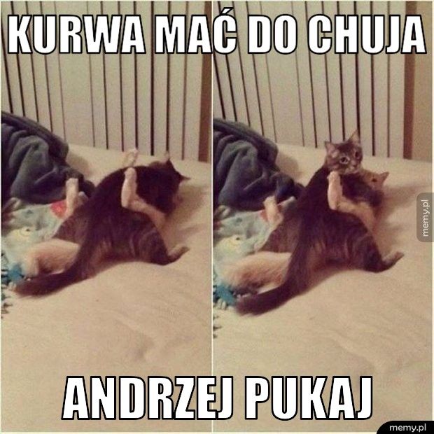 Kurwa mać do chuja Andrzej pukaj 
