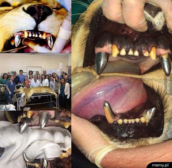 Lew z poważnie chorymi zębami dostał nowe implanty