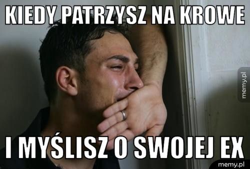 kiedy patrzysz na krowe i myślisz o swojej EX
