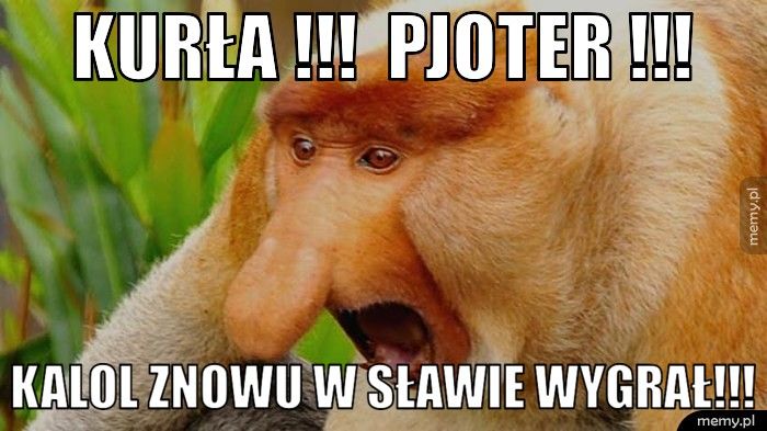 KURŁA !!!  PJOTER !!! KALOL ZNOWU W SŁAWIE WYGRAŁ!!!