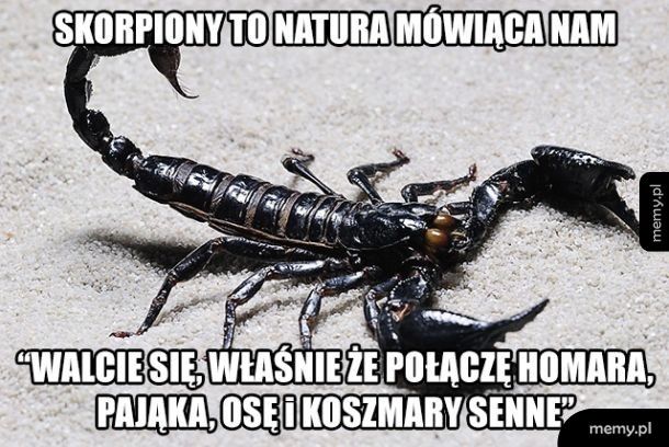 Oto jak powstały skorpiony