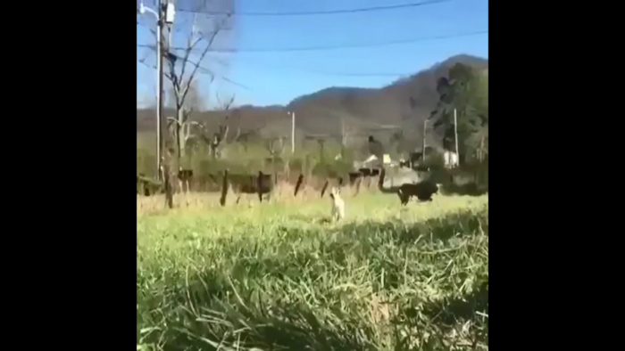 Co tu  się wyprawia