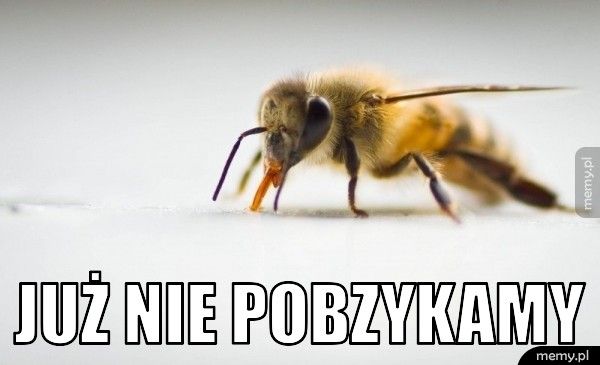  Już nie pobzykamy