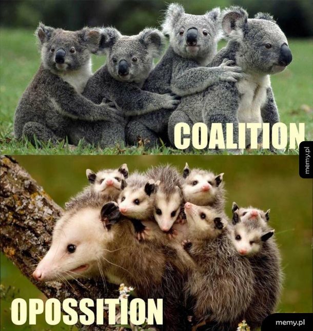 Koalicja vs Oposycja