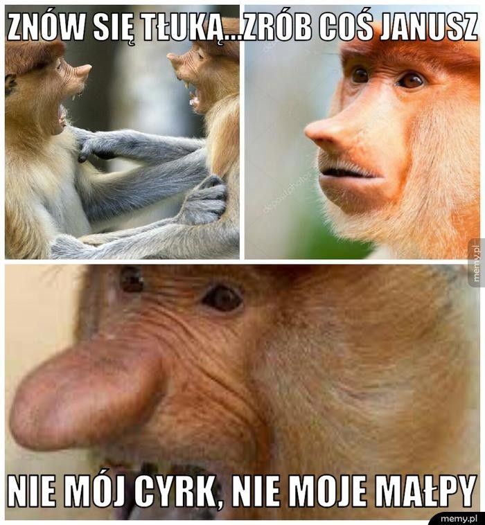 Znów się tłuką...zrób coś Janusz Nie mój cyrk, nie moje małpy