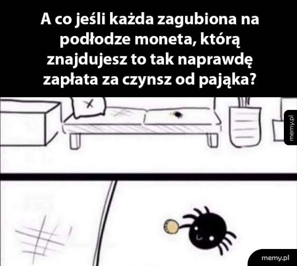 Kochany pająk