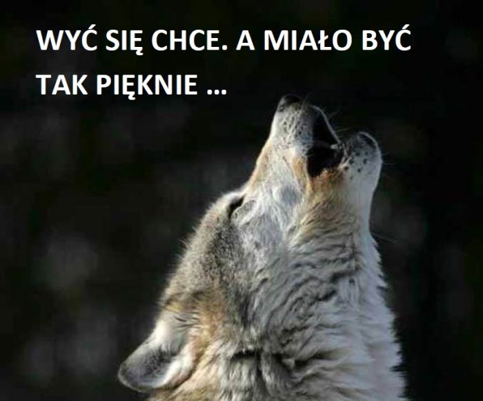 Wyć się chce