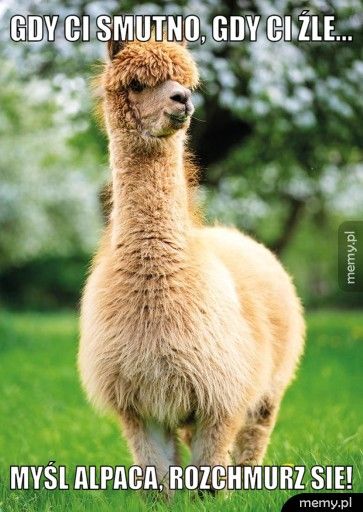 Gdy Ci smutno, gdy Ci źle...  Myśl Alpaca, rozchmurz sie! 