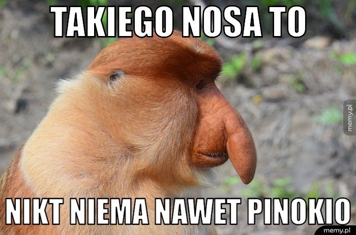 takiego nosa to nikt niema nawet pinokio