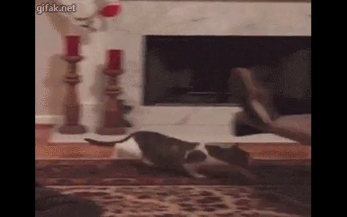 Kot ninja