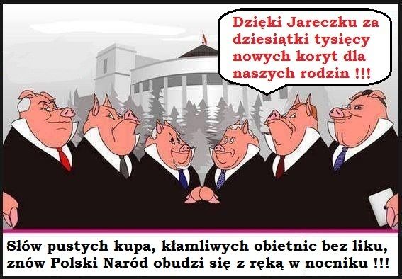 świnie przy korycie