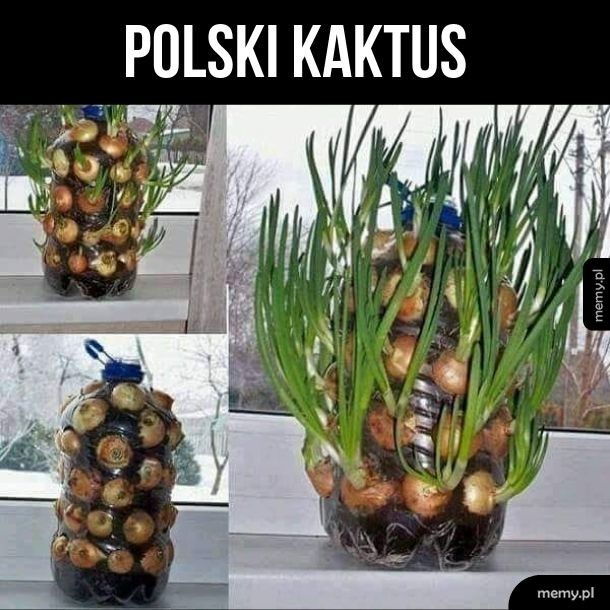 Polski Kaktus
