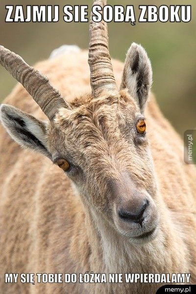 Zajmij sie sobą zboku My się Tobie do łóżka nie wpierdalamy