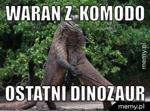 waran z  komodo ostatni dinozaur     