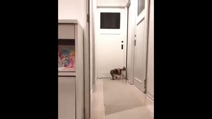 Kot ninja