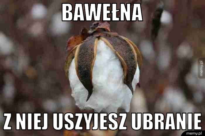 bawełna z niej uszyjesz ubranie 