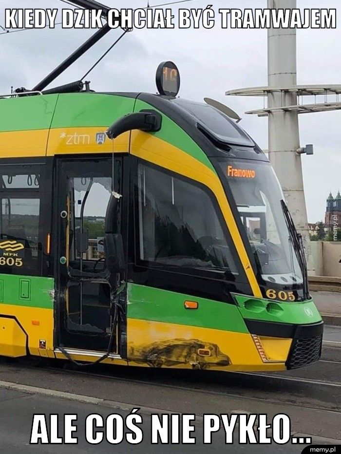 Kiedy dzik chciał być tramwajem ale coś nie pykło...