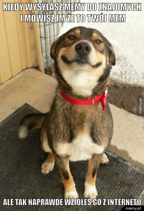 Kiedy wysyłasz memy do znajomych i mówisz im że to twój mem Ale tak naprawde wziołeś go z internetu