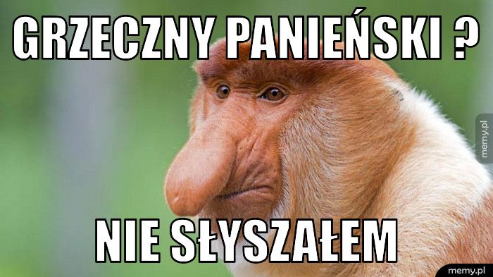 grzeczny panieński ? nie słyszałem