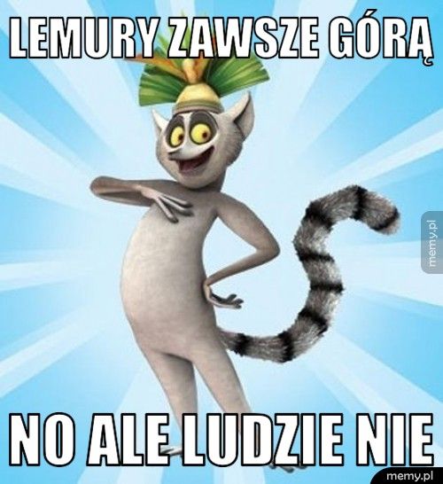 lemury zawsze górą no ale ludzie nie
