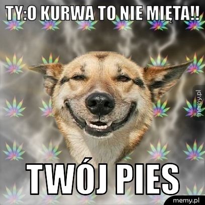 Ty:O kurwa to nie mięta!! Twój pies