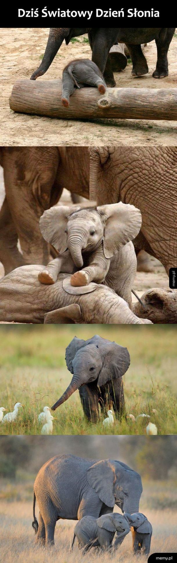 Światowy Dzień Słonia