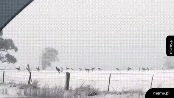 Niecodzienny obrazek: kangury w australijskim śniegu