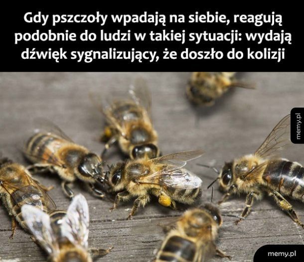 Kolizja pszczół