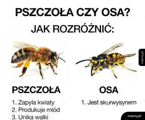 Pszczoła czy osa