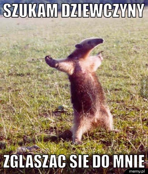 szukam dziewczyny zglaszac sie do mnie