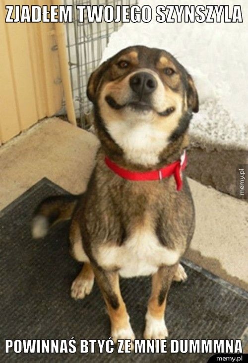Zjadłem twojego szynszyla powinnaś btyć ze mnie DUMMMNA