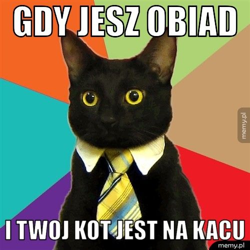 Gdy jesz obiad I twoj kot jest na kacu