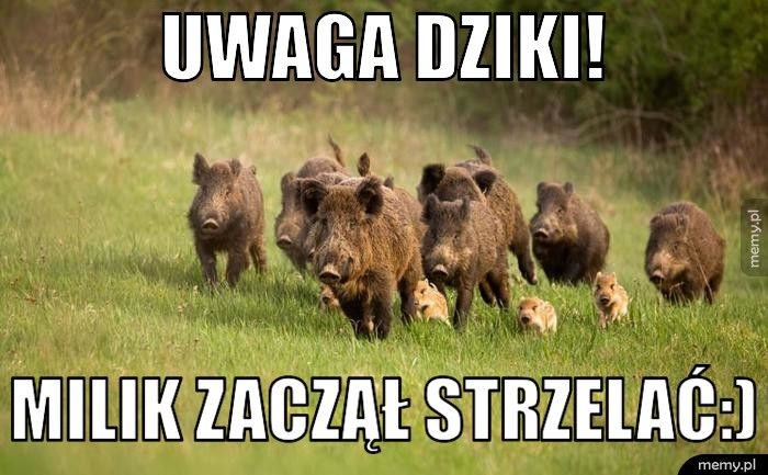 Uwaga dziki! Milik zaczął strzelać:)