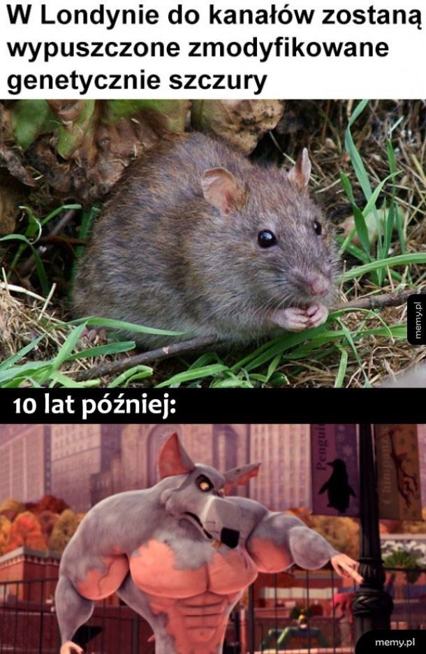 Szczury