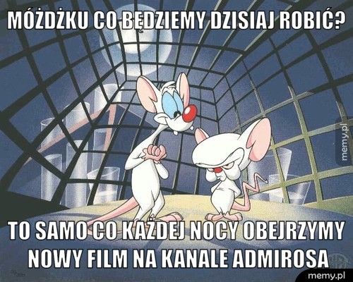 MÓŻDŻKU CO BĘDZIEMY DZISIAJ ROBIĆ? TO SAMO CO KAŻDEJ NOCY OBEJRZYMY NOWY FILM NA KANALE ADMIROSA