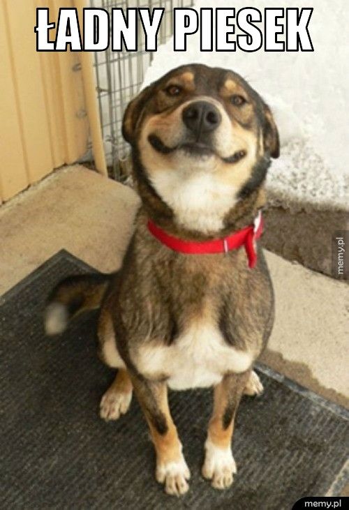 Ładny piesek 