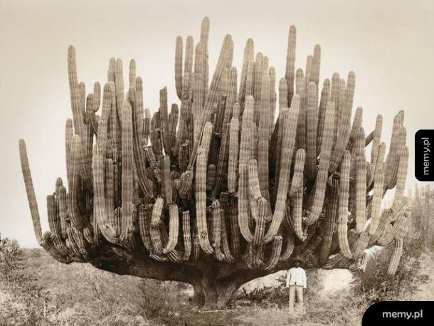 Mężczyzna pozuje do zdjęcia z kaktusem rok 1895