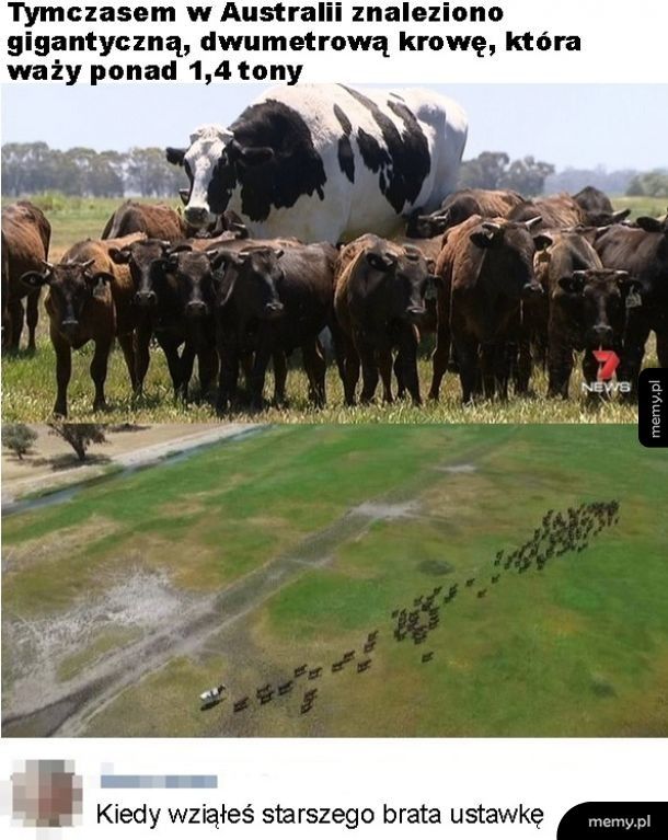 Gigantyczna krowa