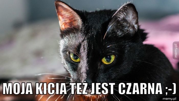  moja kicia też jest czarna ;-)