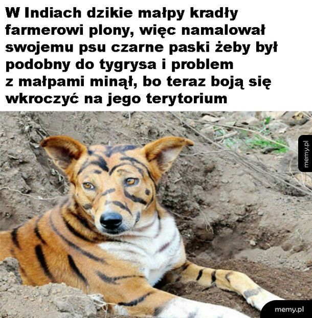 Jak pies został tygrysem