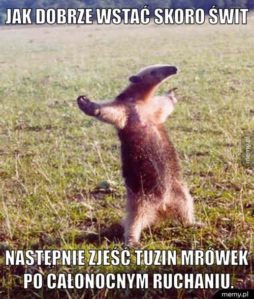 Jak dobrze wstać skoro świt Następnie zjeść tuzin mrówek po całonocnym ruchaniu.