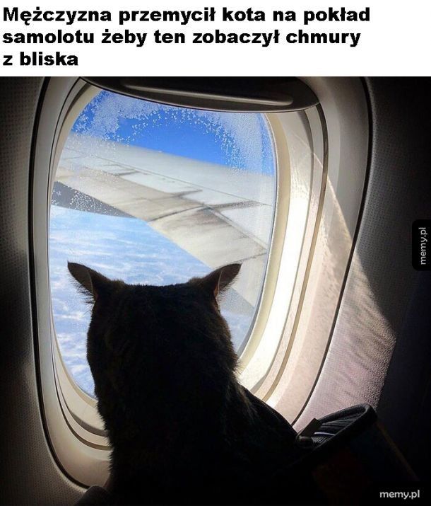 Koteł w samolocie