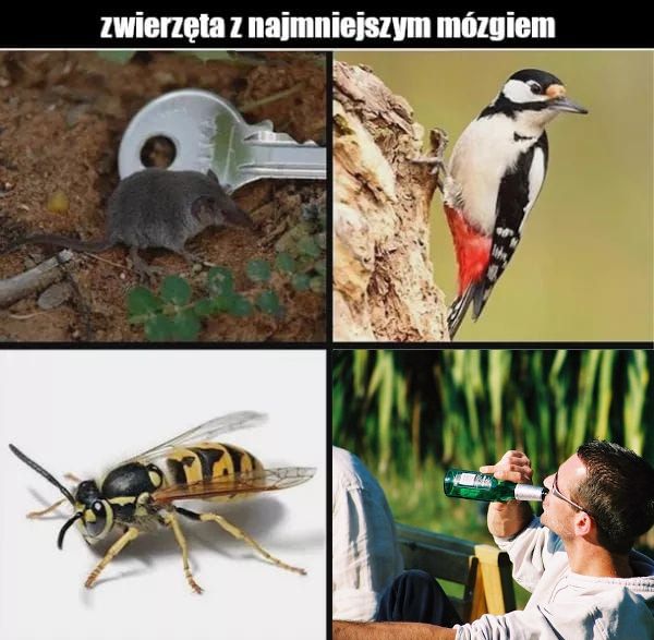 Alkohol jest dla ludzi bez rozumu