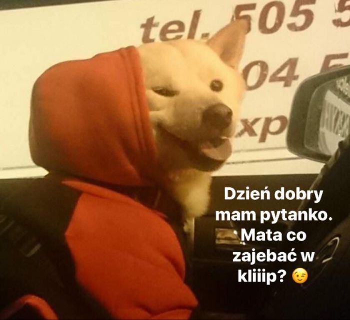 Klip - Happy Shiba Inu